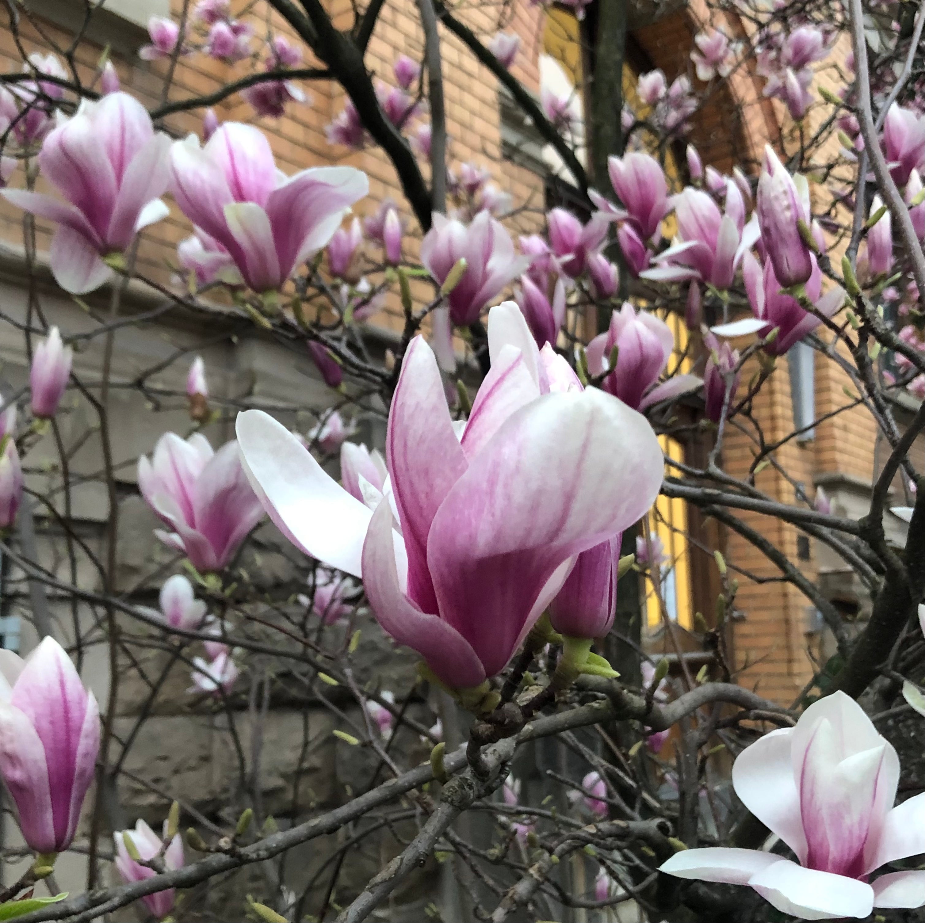 SPRING MOOD